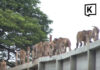 Nearly 100 monkeys escape enclosure in Lopburi overnight Nearly 100 monkeys escape enclosure in Lopburi overnight