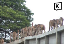 Nearly 100 monkeys escape enclosure in Lopburi overnight Nearly 100 monkeys escape enclosure in Lopburi overnight