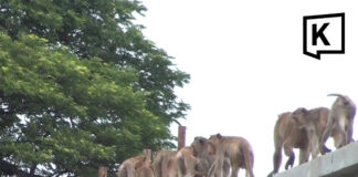 Nearly 100 monkeys escape enclosure in Lopburi overnight Nearly 100 monkeys escape enclosure in Lopburi overnight