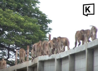 Nearly 100 monkeys escape enclosure in Lopburi overnight Nearly 100 monkeys escape enclosure in Lopburi overnight