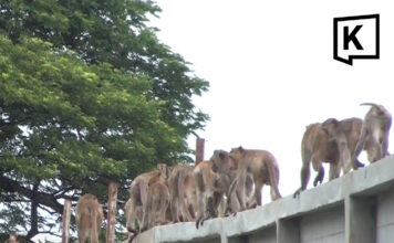 Nearly 100 monkeys escape enclosure in Lopburi overnight Nearly 100 monkeys escape enclosure in Lopburi overnight