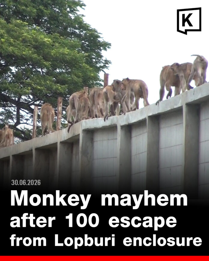 Nearly 100 monkeys escape enclosure in Lopburi overnight m Nearly 100 monkeys escape enclosure in Lopburi overnight