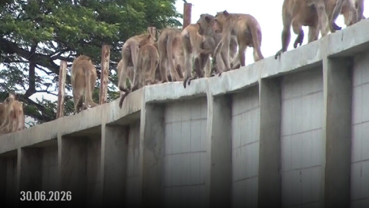 Nearly 100 monkeys escape enclosure in Lopburi overnight