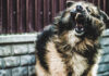 One dies of rabies in Korat as dog infections rise One dies of rabies in Korat as dog infections rise