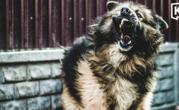 One dies of rabies in Korat as dog infections rise One dies of rabies in Korat as dog infections rise