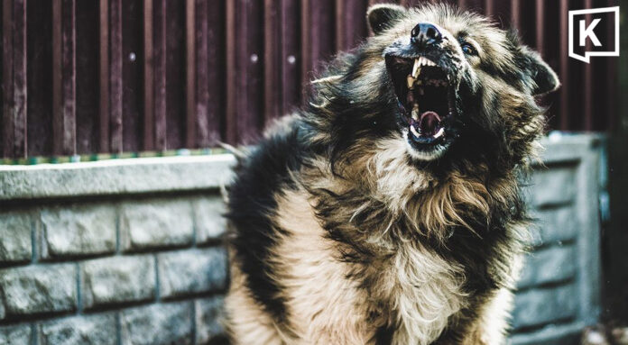One dies of rabies in Korat as dog infections rise