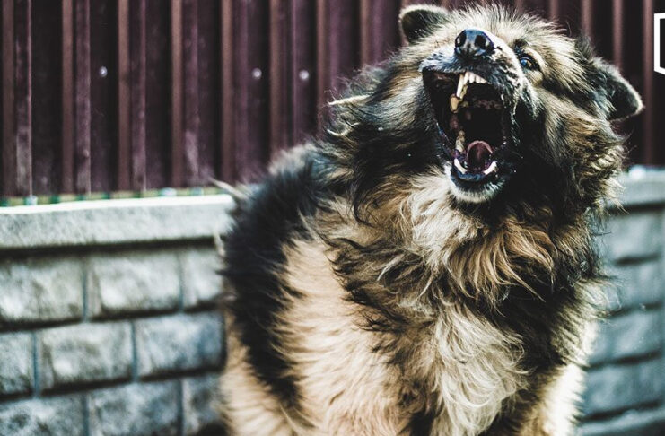 One dies of rabies in Korat as dog infections rise One dies of rabies in Korat as dog infections rise