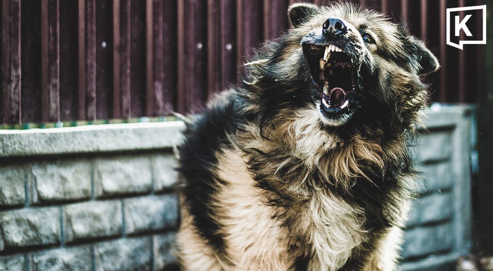 One dies of rabies in Korat as dog infections rise