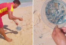 Portuguese Man o’ War Spotted at 3 Phuket Beaches Portuguese Man o’ War Spotted at 3 Phuket Beaches