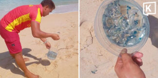 Portuguese Man o’ War Spotted at 3 Phuket Beaches Portuguese Man o’ War Spotted at 3 Phuket Beaches