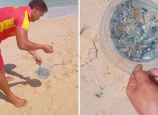 Portuguese Man o’ War Spotted at 3 Phuket Beaches Portuguese Man o’ War Spotted at 3 Phuket Beaches