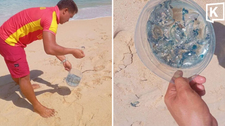 Portuguese Man o’ War Spotted at 3 Phuket Beaches