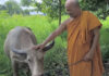 Pregnant albino buffalo spared after 30km escape ordeal Pregnant albino buffalo spared after 30km escape ordeal