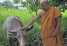 Pregnant albino buffalo spared after 30km escape ordeal Pregnant albino buffalo spared after 30km escape ordeal