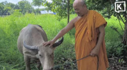 Pregnant albino buffalo spared after 30km escape ordeal