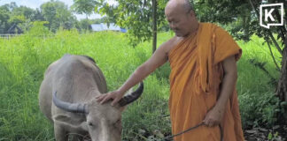 Pregnant albino buffalo spared after 30km escape ordeal Pregnant albino buffalo spared after 30km escape ordeal
