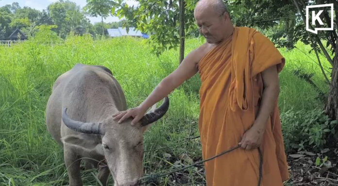 Pregnant albino buffalo spared after 30km escape ordeal