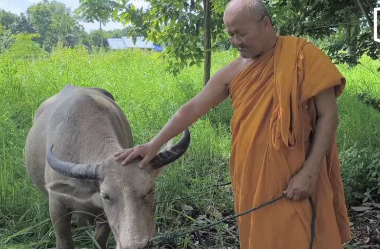 Pregnant albino buffalo spared after 30km escape ordeal Pregnant albino buffalo spared after 30km escape ordeal