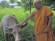 Pregnant albino buffalo spared after 30km escape ordeal Pregnant albino buffalo spared after 30km escape ordeal