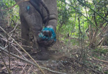 Two rangers hurt as injured wild elephant charges team Two rangers hurt as injured wild elephant charges team