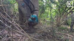Two rangers hurt as injured wild elephant charges team