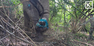 Two rangers hurt as injured wild elephant charges team Two rangers hurt as injured wild elephant charges team