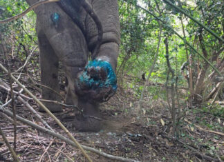 Two rangers hurt as injured wild elephant charges team Two rangers hurt as injured wild elephant charges team