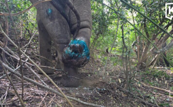 Two rangers hurt as injured wild elephant charges team Two rangers hurt as injured wild elephant charges team