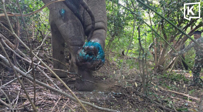 Two rangers hurt as injured wild elephant charges team