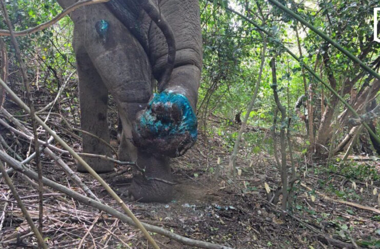 Two rangers hurt as injured wild elephant charges team Two rangers hurt as injured wild elephant charges team