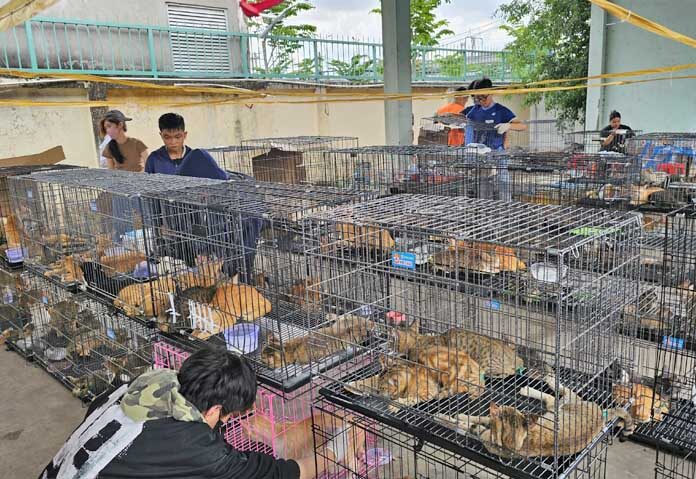 VietnamCatRescue 03 0
