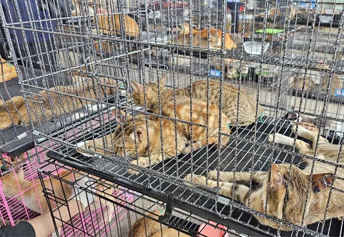 VietnamCatRescue 06 0