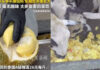 Chinese fruit seller goes viral for feeding Thai durians to sheep Chinese fruit seller goes viral for feeding Thai durians to sheep