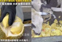 Chinese fruit seller goes viral for feeding Thai durians to sheep Chinese fruit seller goes viral for feeding Thai durians to sheep