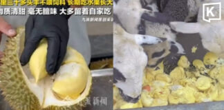 Chinese fruit seller goes viral for feeding Thai durians to sheep Chinese fruit seller goes viral for feeding Thai durians to sheep