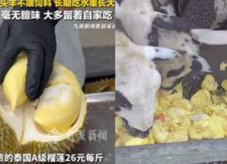 Chinese fruit seller goes viral for feeding Thai durians to sheep Chinese fruit seller goes viral for feeding Thai durians to sheep