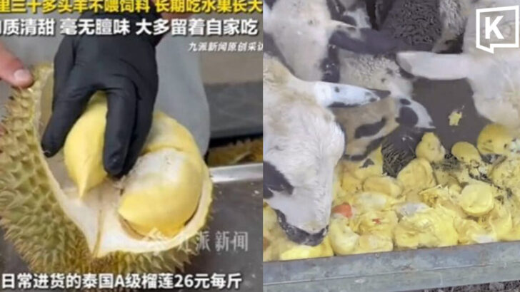 Chinese fruit seller goes viral for feeding Thai durians to sheep