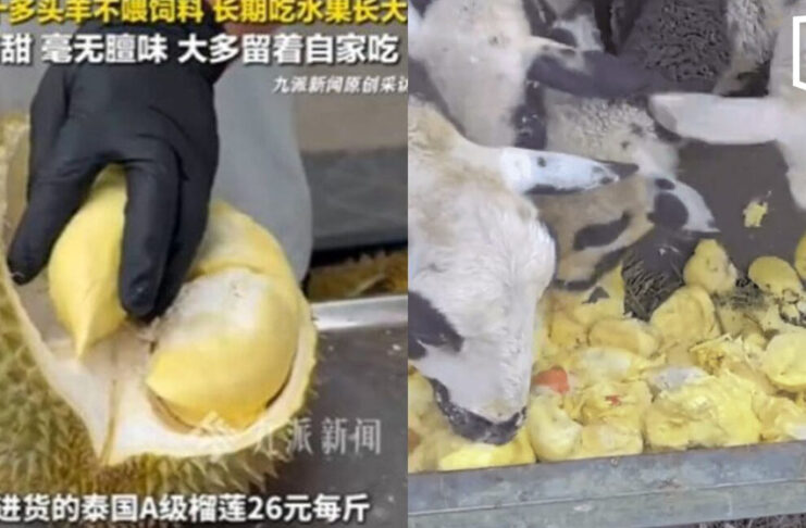 Chinese fruit seller goes viral for feeding Thai durians to sheep Chinese fruit seller goes viral for feeding Thai durians to sheep