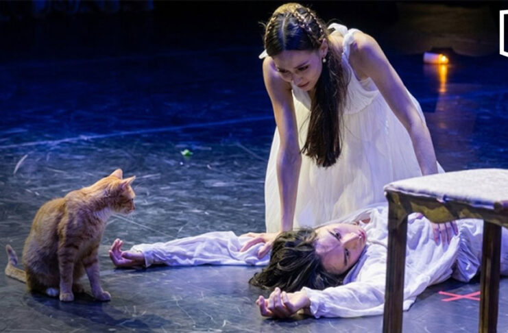Ginger cat steals spotlight during ‘Romeo and Juliet’ ballet in Turkey Ginger cat steals spotlight during ‘Romeo and Juliet’ ballet in Turkey