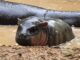 Moo Deng’s niece named ‘Moo Nam Tok’ at Khon Kaen Zoo PAAAAA1BMVEWurq51dlI4AAAAAXRSTlMmkutdmwAAAA5JREFUKM9jGAWjYJABAAKUAAHoEAeuAAAAAElFTkSuQmCC