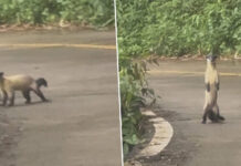Rare protected yellow-throated marten spotted in Thong Pha Phum National Park Rare protected yellow-throated marten spotted in Thong Pha Phum National Park