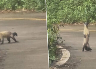 Rare protected yellow-throated marten spotted in Thong Pha Phum National Park Rare protected yellow-throated marten spotted in Thong Pha Phum National Park