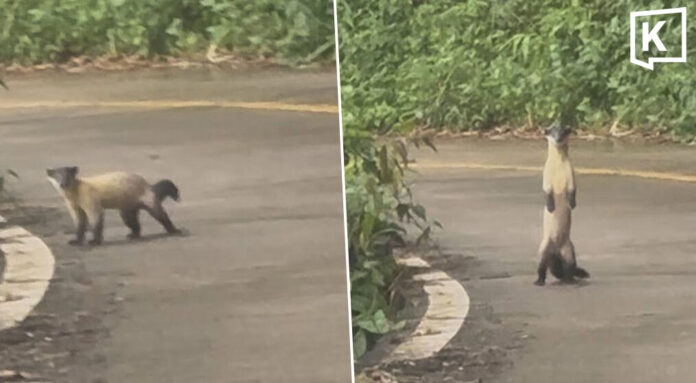 Rare protected yellow-throated marten spotted in Thong Pha Phum National Park