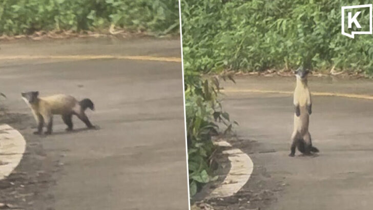 Rare protected yellow-throated marten spotted in Thong Pha Phum National Park