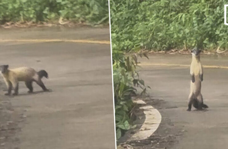 Rare protected yellow-throated marten spotted in Thong Pha Phum National Park Rare protected yellow-throated marten spotted in Thong Pha Phum National Park