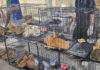 Vietnam rescues 400 cats in major meat trade crackdown Vietnam rescues 400 cats in major meat trade crackdown