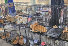 Vietnam rescues 400 cats in major meat trade crackdown Vietnam rescues 400 cats in major meat trade crackdown