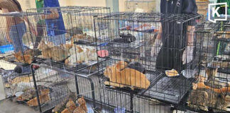 Vietnam rescues 400 cats in major meat trade crackdown Vietnam rescues 400 cats in major meat trade crackdown