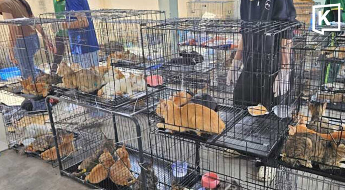 Vietnam rescues 400 cats in major meat trade crackdown