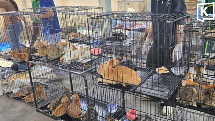 Vietnam rescues 400 cats in major meat trade crackdown